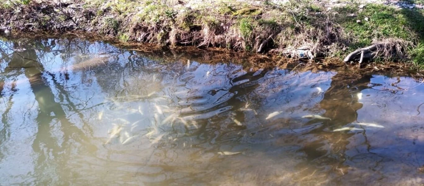 Ανεξήγητο φαινόμενο στα Τρίκαλα: Eπιπλέουν νεκρά ψάρια στον Ληθαίο ποταμό